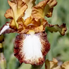 Iris Germanica 'Siva Siva' Perennial Bulb Plant Bearded Iris 1 x 15cm Pot