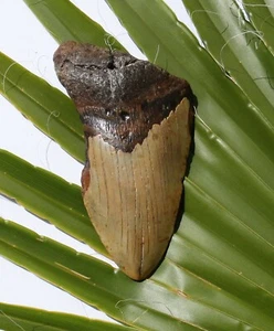 Hai Zahn Fossil 206 g Hai 12,4 x 7,0 cm Megalodon HZ168 teeth tooth Haizahn - Bild 1 von 2
