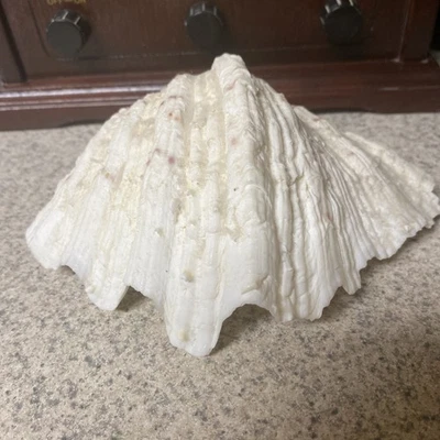 Strawberry Clam Shell Hippopus Tridacna Seashell 8” Bear Paw - Image 1 of 4