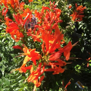 **Cape Honeysuckle**Tecomaria Capensis**STARTER PLANT**Birds & Butterfly Love It - Picture 1 of 12