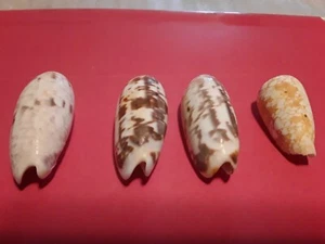 4 OLIVENSCHALEN, VERSCHIEDENE GRÖSSEN UND DESIGNS.  - Bild 1 von 3