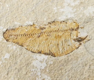Diplomystus dentatus Fossil Fish - Split Fish Layer - Green River Fm. - WY - Picture 1 of 10