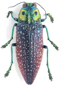 Buprestidae Madecassia rotschildi Madagascar - Picture 1 of 1