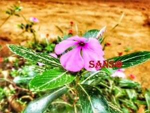 beautiful natural photo jpg post card virtual digital file nature pink flower