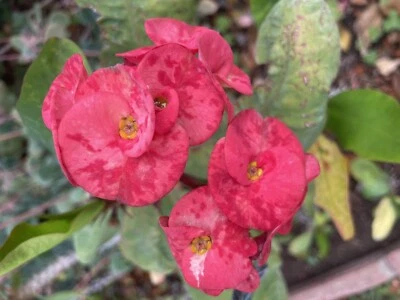 Pink Crown of Thorns (Euphorbia milii)  12”+ - Image 1 of 4