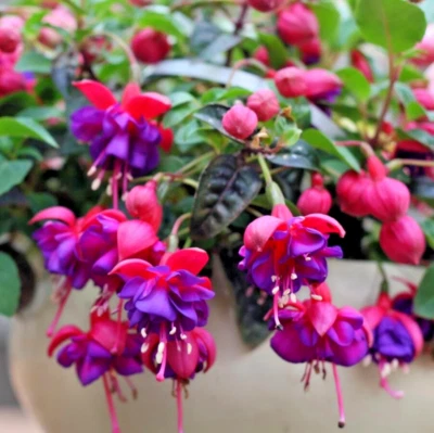 Set 3 Fuchsia Dollar Princess Starter Plant - Hardy Fuchsia Plants - Well Rooted - Image 1 of 4