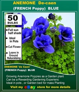 Poppy ANEMONE - De Caen (French Poppy) BLUE -50x BULBS - Picture 1 of 4