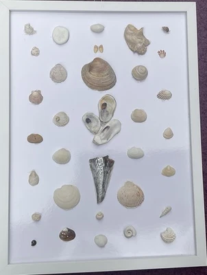 Seashell Framed Wall Hang - Image 1 of 2