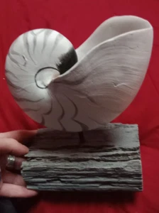 CHAMBERED NAUTILUS ON A PETRIFIED WOOD STAND PAINTED DECOR ORNAMENTAL SHELL - Picture 1 of 5