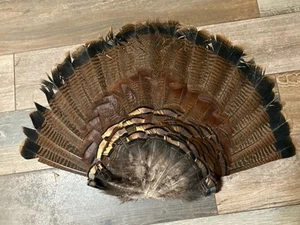 Ventilador cola pavo salvaje oriental/plumas de pavo/señuelos goobler adultos - Imagen 1 de 5