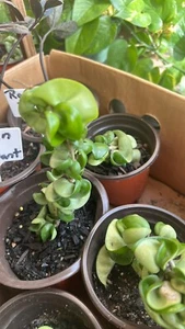 hoya Baby Indu Rope In Vase Rooted - Picture 1 of 10