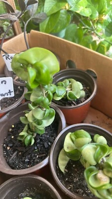 Cuerda Hoya Baby Indu en florero enraizada Foto 1 de 4