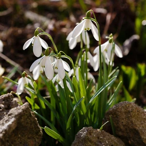 PREORDER!!! 20 Single Snowdrop Galanthus Woronowii Early Spring Flowering Bulbs - Picture 1 of 8