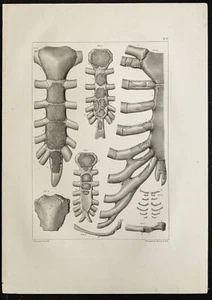 1864 - Development Sternum - Plank Anatomy - Lithography Léveillé - Bild 1 von 3