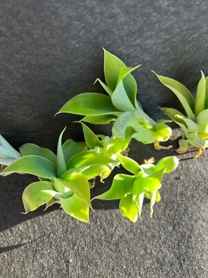 Agave Attenuata Foxtail 10 agave plant pups (bulbis)3 To 4 Inches. Babies - Image 1 of 3