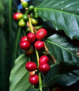 Excelsa Coffee Seeds (Coffea sp. excelsa) Var. Excelsa 120+ Seeds