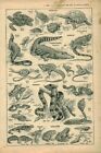 Document ancien reptiles et batraciens  issu du livre de 1934