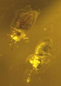 Insectos extremadamente raros, primitivos pequeños, sin alas en genuino Báltico - Imagen 1 de 1