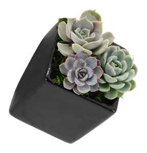 Black Cube Wall Planter - New In Box - Arcadia Garden Products 6" tall Ceramic - Picture 1 of 3