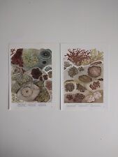 Botanical Illustration Print Fungi Fungus Lichens Vintage Bookplate Plants 1960s