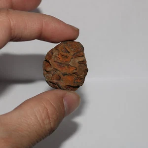 Meta Sequoia Pine Cone Fossil - Hell Creek Formation Cretaceous HUGE Beautiful - Picture 1 of 10