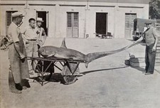 Marina di Ravenna RAVENNA pesca Pesce volpe 1957 Bella