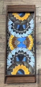 Vintage Brazilian Morpho Butterfly Wing Wood Serving Tray Inlaid Glass 19” - Picture 1 of 6
