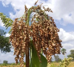 50 Seeds MENNONITE SORGHUM Sugar Cane Sorghum Bicolor Grain Vegetable - Picture 1 of 3