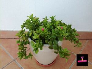 Aptenia cordifolia MAGENTA (Baby sun rose) NO TALEA PIANTA VERA BEN RADICATA