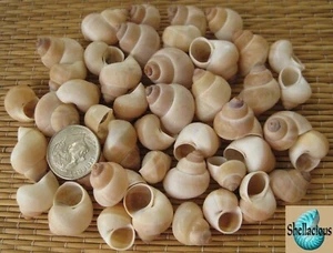 1/3 CUP- BABY INDIAN LAND SNAIL SEA SHELLS 1" & UNDER - CRAFT/SMALL HERMIT CRABS - Picture 1 of 2