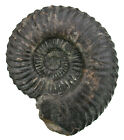 Lias  Schlotheimia Germanica Var. Trachyptycha  Ammonit  Horn Bad Meinberg  Q8-9