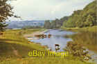 Photo 6X4 River Wye Near Hay On Wye With Cattle Drinking Hay-On-Wye Cattl C1971