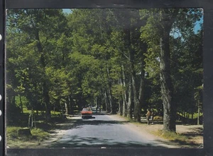 Cartolina Serra San Bruno Viale della Certosa TD58 - Imagen 1 de 1