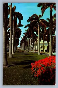 Postcard Vtg Florida South Royal Palms Avenue Flowers - Picture 1 of 2