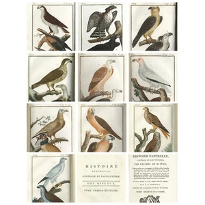 1800 BUFFON & SONNINI OISEAUX Full Vol. 2, 10 BARRABAND Vogel Gravuren (ADLER) - Bild 1 von 24