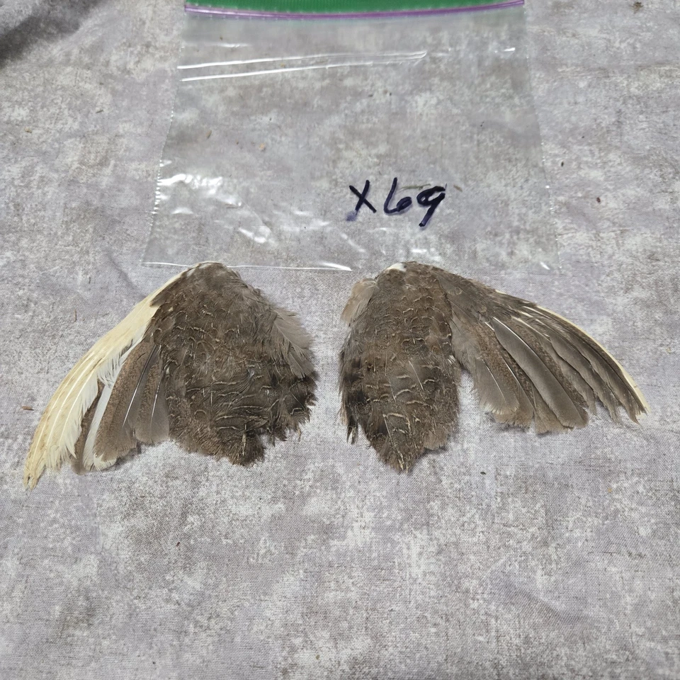 1 комплект перепелиных крыльев - x69 - Изображение 1 из 1
