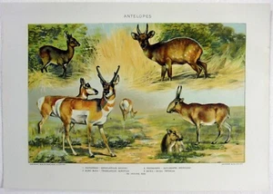 Antelopes - Original 1902 Dated Stone Chromo-Lithograph by Julius Bien. Antique - Picture 1 of 2