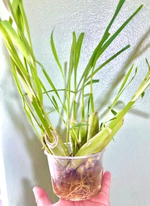 8 stalks Get 2 Free. Fresh Organic Lemongrass stalks - Picture 1 of 3