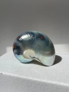 Seashell - Small polished Nautilus shell 43mm - Picture 1 of 9