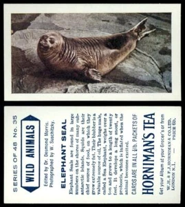 Elephant Seal #35 Wild Animals 1958 Hornimans Tea Card - Picture 1 of 1