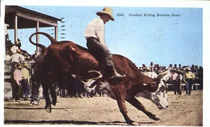 Postal del oeste de Cheyenne Wyoming Cowboy Riding Brahma Steer 1941 - Imagen 1 de 2