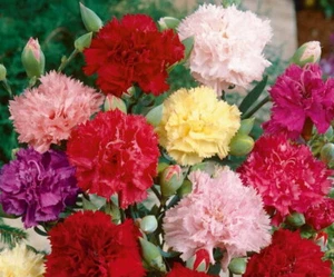 Clove Carnation Flower Seeds, Chabaud Mix Doubles, Dianthus, - Picture 1 of 2