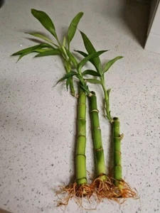 4" 6" 8" Lucky Bamboo Plants - 3 Stalks,  Feng Shui,  GIFT - Picture 1 of 6