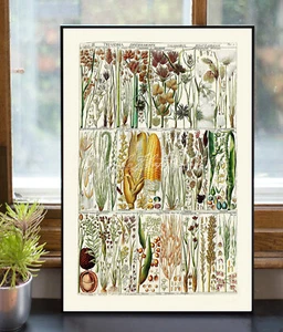 POSTERDRUCK Botanische Körner Mais Hafer Tabulae phytographicae 1790er Wandbild - Bild 1 von 5