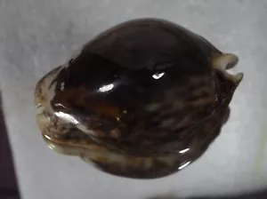 CYPRAEA STERCORARIA BLACK GLOSSY TOP SHELL - Picture 1 of 3