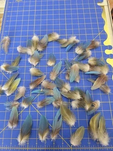 Y49 lotto di 50 piume di sfiato ara blu e oro rialzate prigioniere 2-3" - Foto 1 di 3