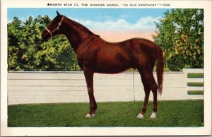 Postal de carreras de caballos "NORTH STAR III The Wonder Horse, criado en el viejo Kentucky" - Imagen 1 de 2
