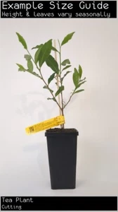 Tea Plant (Camellia sinensis) Fruit Tree Plant - Picture 1 of 5