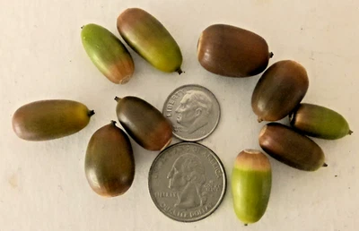 10+ Fresh 2025 Seeds Quercus Engelmannii Engelmann / Pasadena Oak Acorns - Image 1 of 4
