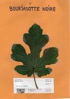 Bourjasotte Noire fig tree-2 cuttings- French Variety